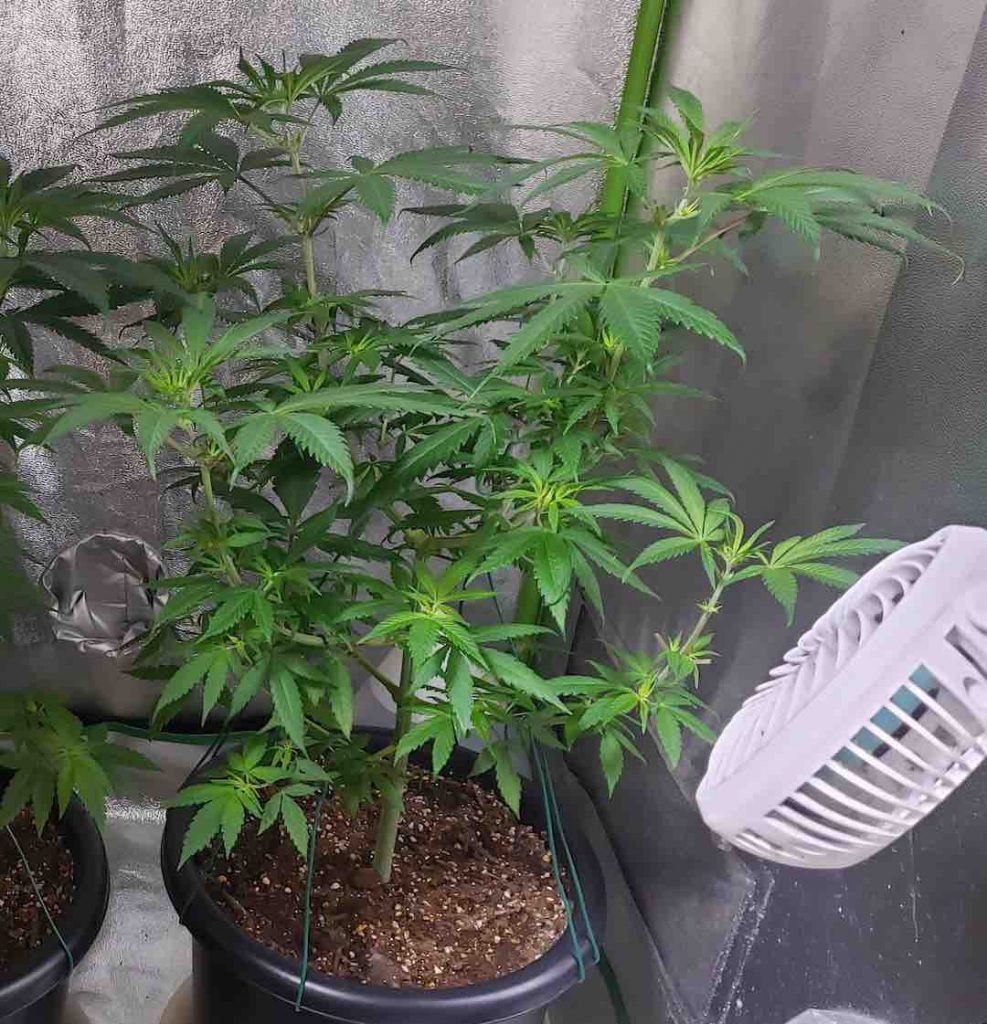 Shaman cannabis plant a couple of weeks after topping