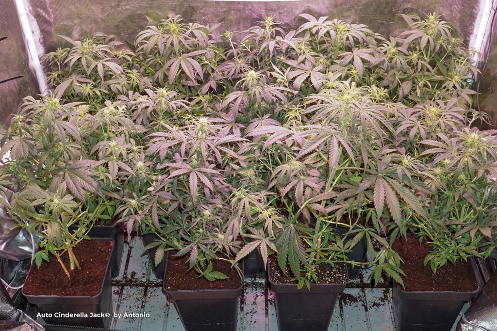 Auto Cinderella Jack early flowering led grown purple spectrum ss550 autoflowering cannabis seeds
