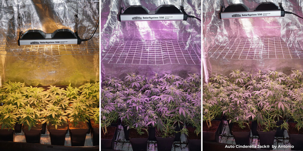 Auto Cinderella Jack grown indoors from seed to harvest under SolarSystem 550 grow lights