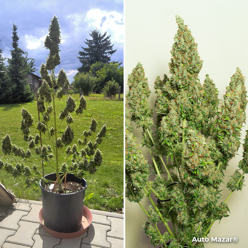 Auto Mazar feminised autoflowring cannabis plant indoor/outdoor