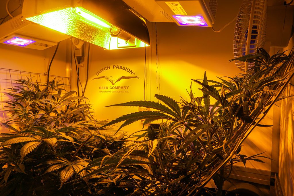 Desfran sativa dominant cannabis grow review by antonio