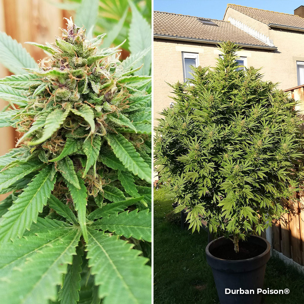 Durban Poison outdoor feminised cannabis growing