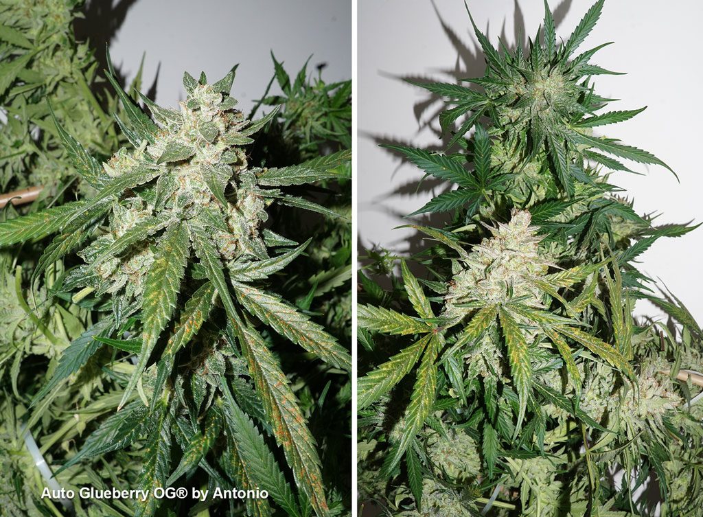 Auto Glueberry OG frosty buds indoor weed budshots resin flowers dutch passion autoflower