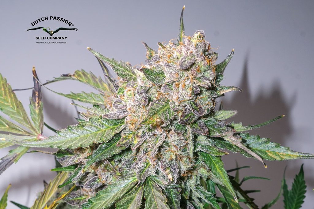 Auto Glueberry OG grow report by antonio autoflower cannabis seeds