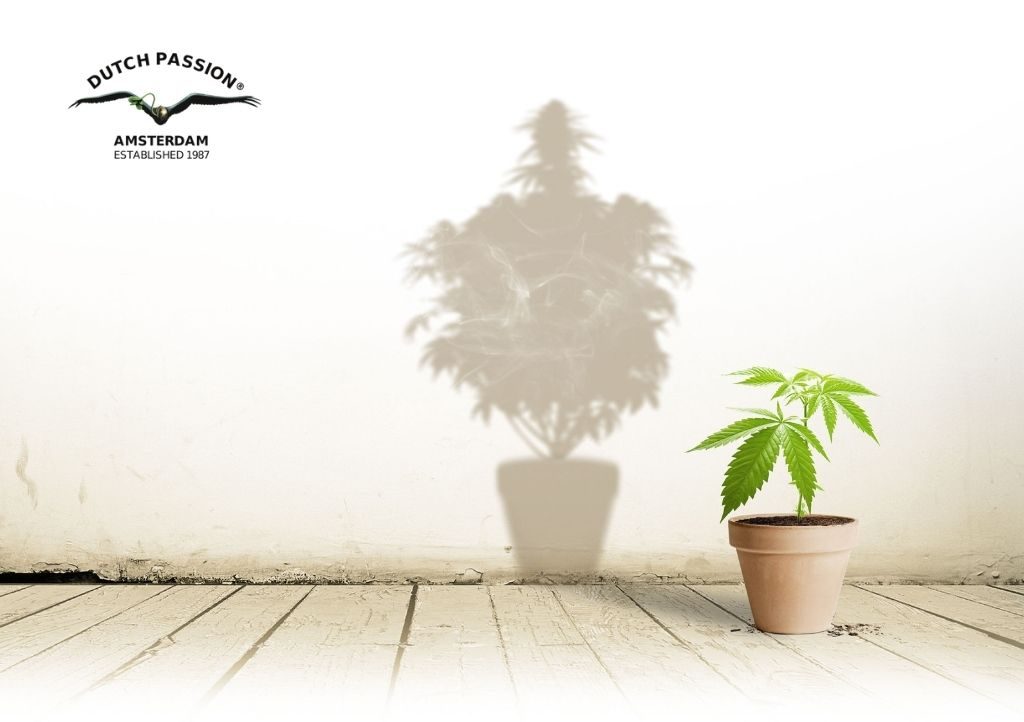 How to move your indoor cannabis plant outdoors