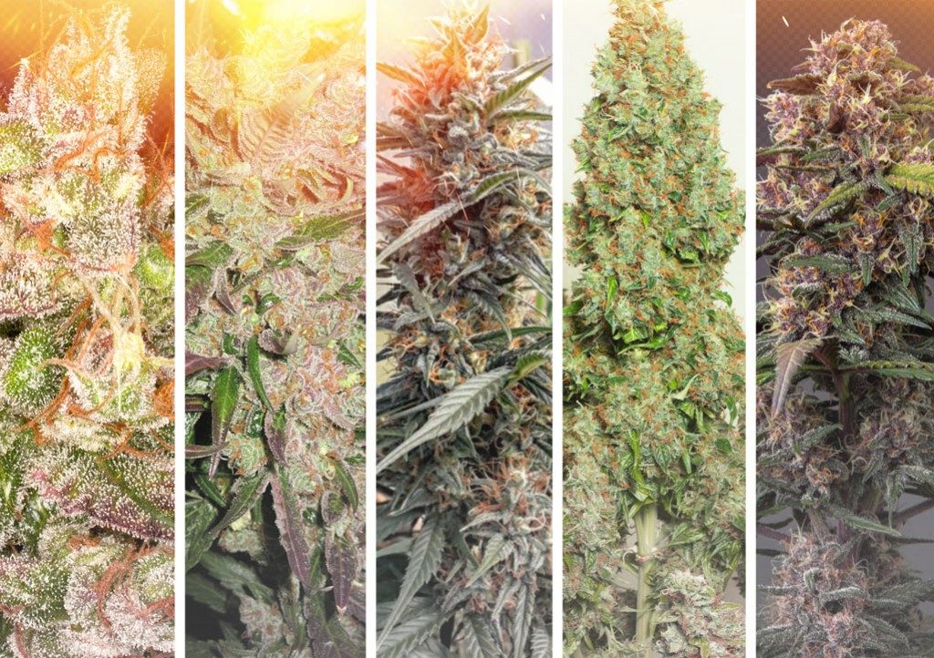 Hot and dry climate cannabis growing