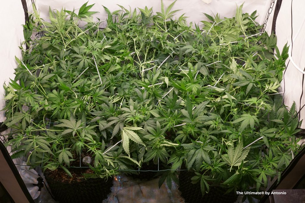 The Ultimate dutch passion feminised cannabis green canopy indoor weed leaves branches