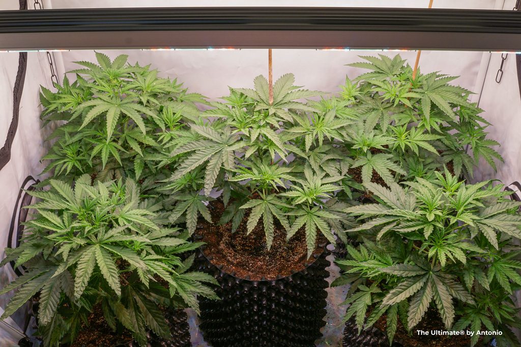 The Ultimate dutch passion feminised cannabis seeds highyield big plants airpots indoor growing