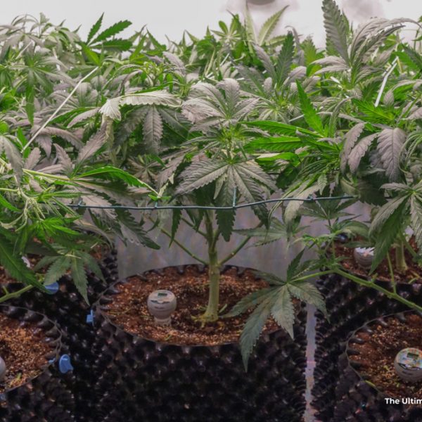 The Ultimate dutch passion lollypop scrog grow screen of green airpots organic weed