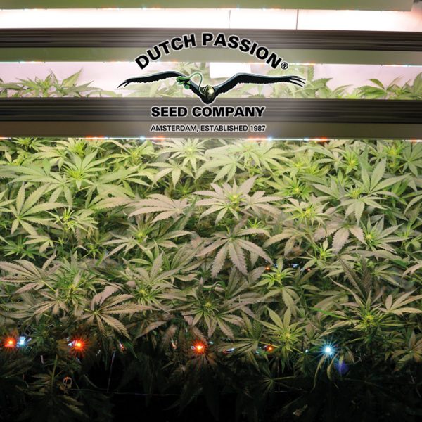 The Ultimate feminised cannabis seeds grow report Antonio Fernando SCROG LED SANlight