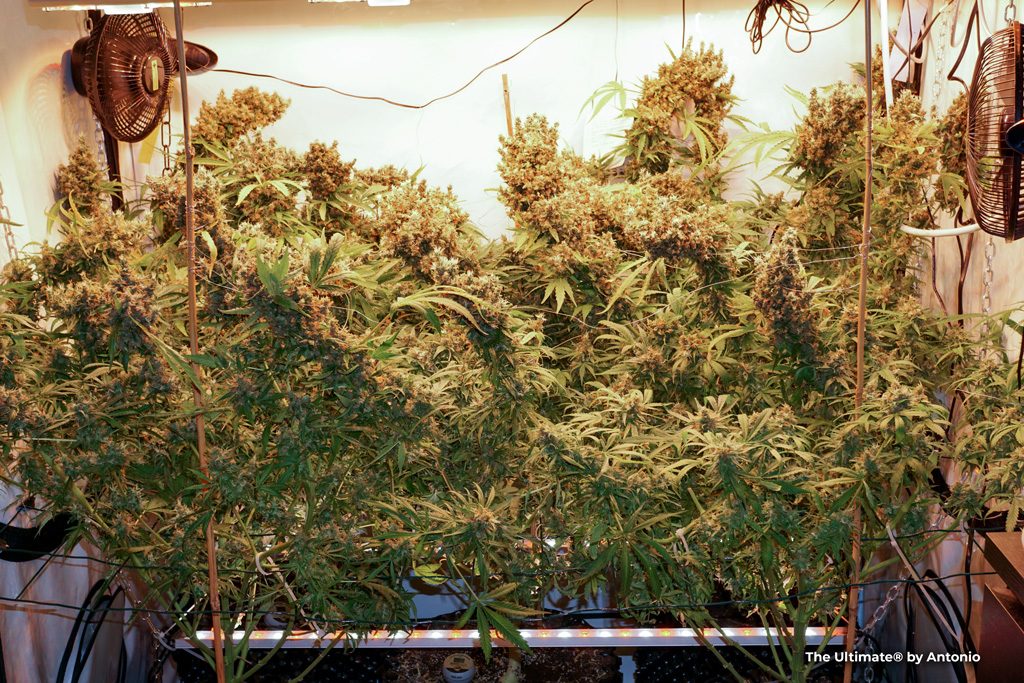 The Ultimate feminised seeds late flowering harvest time big buds scrog field highyield massive colas