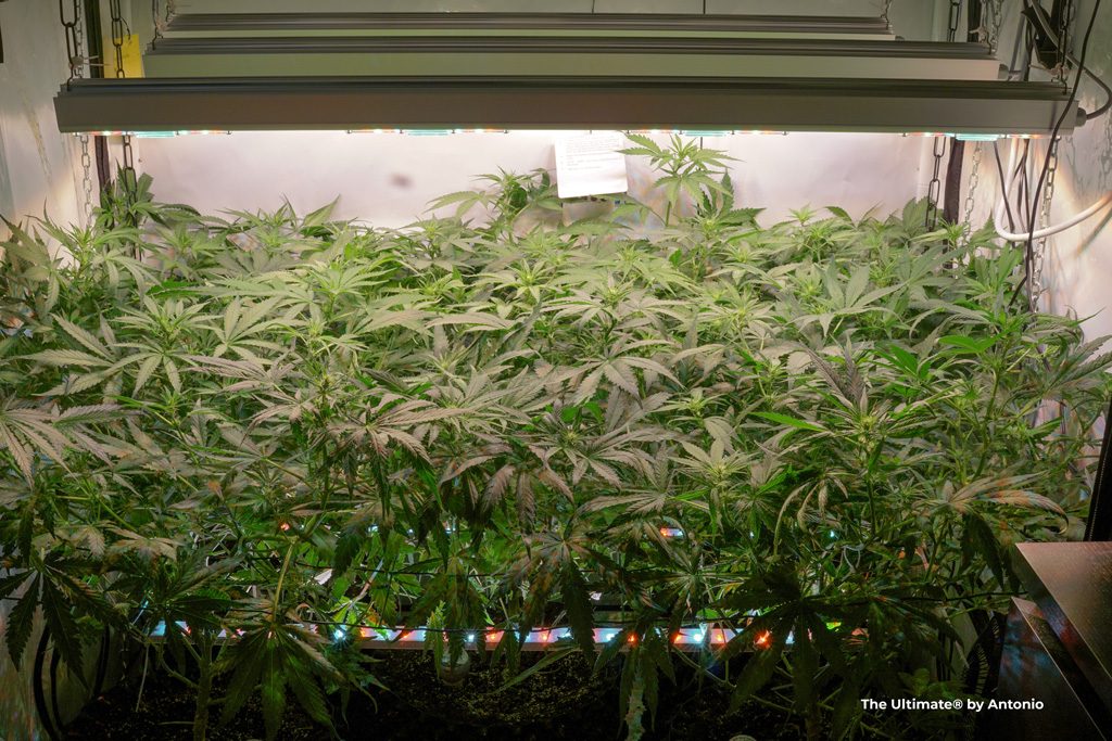 The Ultimate femseeds scrogging start of flowering led grow lights top and bottom buds flowers