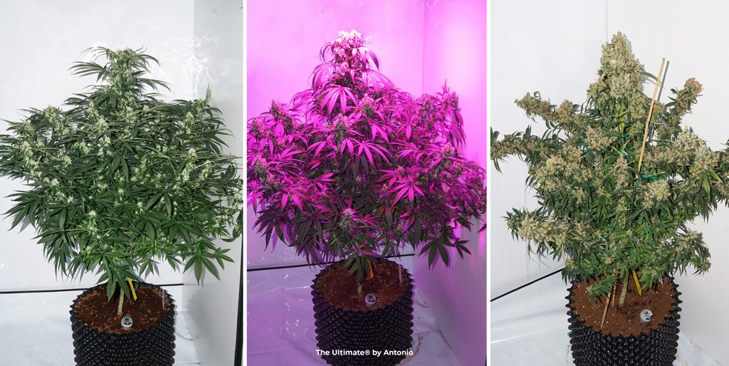 The Ultimate single plant monster cannabis weed flowering high yielding strain