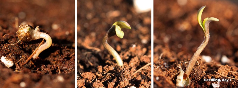 Cannabis seedling stage day 1