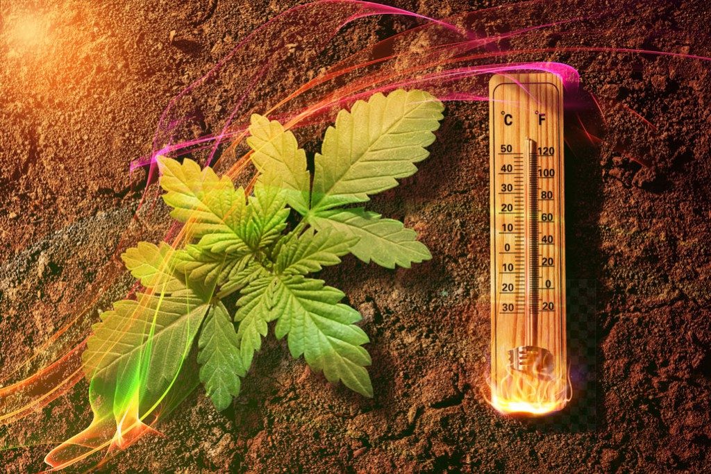 How to grow cannabis in hot climates