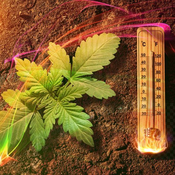 How to grow cannabis in hot climates
