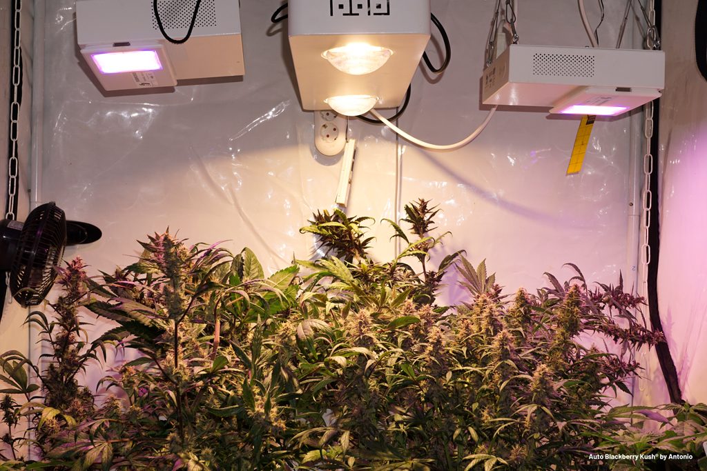 Auto Blackberry Kush grown indoors with LED grow lights