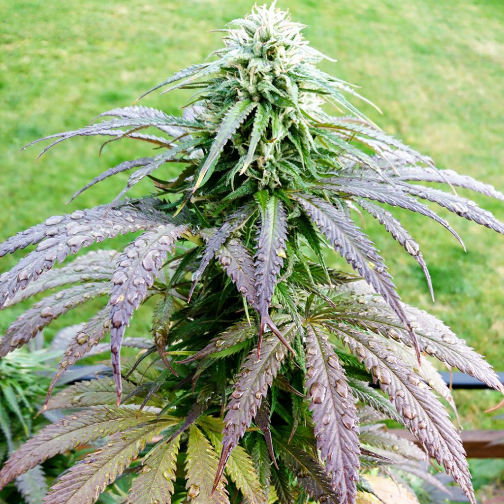 Bubba Island Kush cannabis plant with water drops