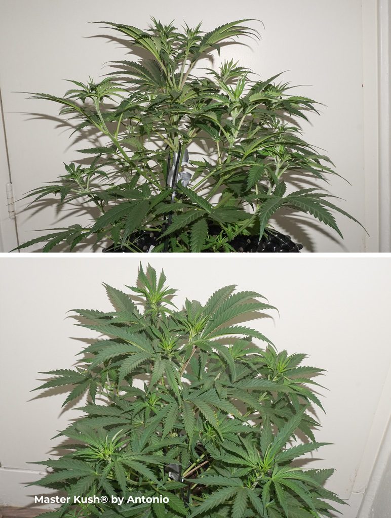 Master Kush dutch passion feminised cannabis seeds vegetative phase led grown