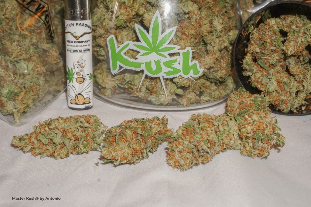 Master Kush indica weed afghan classic old school variety nugs dried flowers curing stash