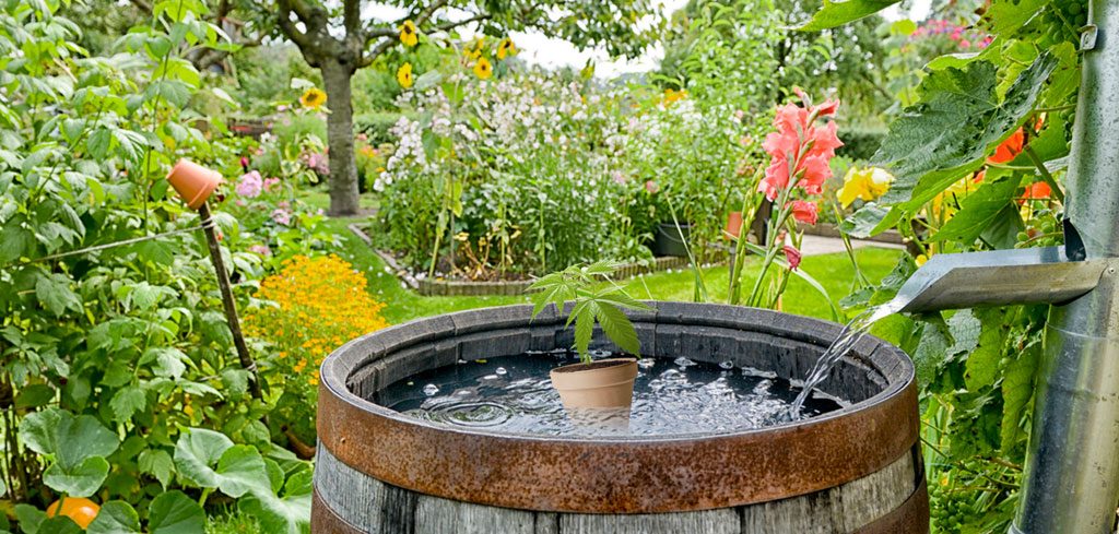 Water collection system or rainwater for watering cannabis plants