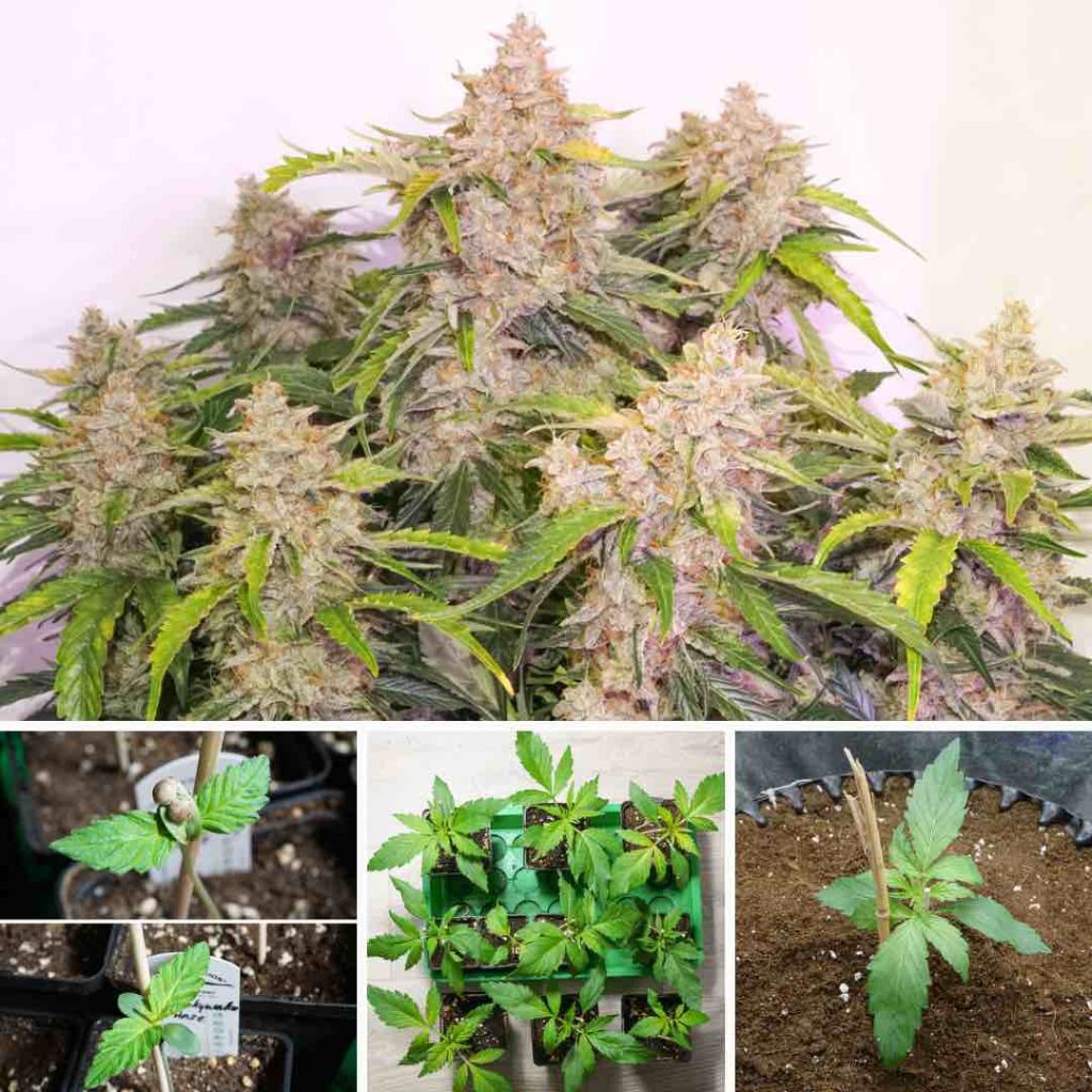 Auto Skywalker Haze grown with organic Biotabs and BAC nutrients.