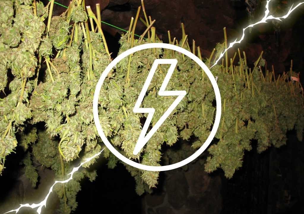 How to quick-dry your cannabis harvest