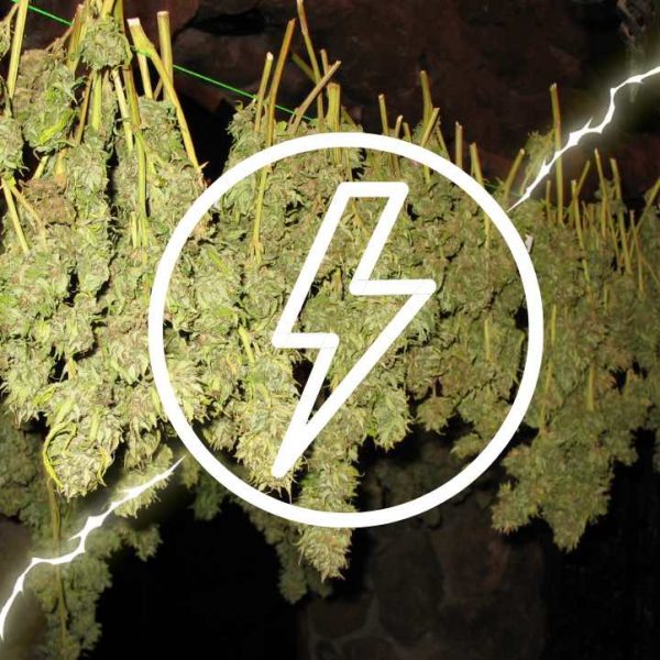 How to quick-dry your cannabis harvest