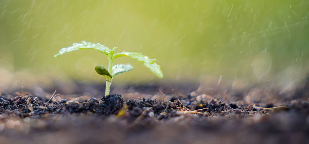 seeding watered outside how to water your cannabis plants blog Dutch Passion