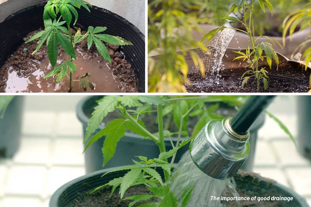 the importance of good drainage and avoid run off water