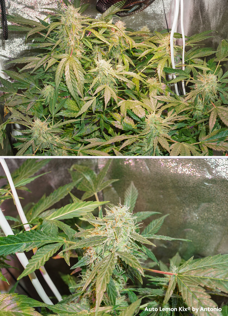 Auto Lemon Kix by Dutch Passion cropped supercropped big flowers resinous buds