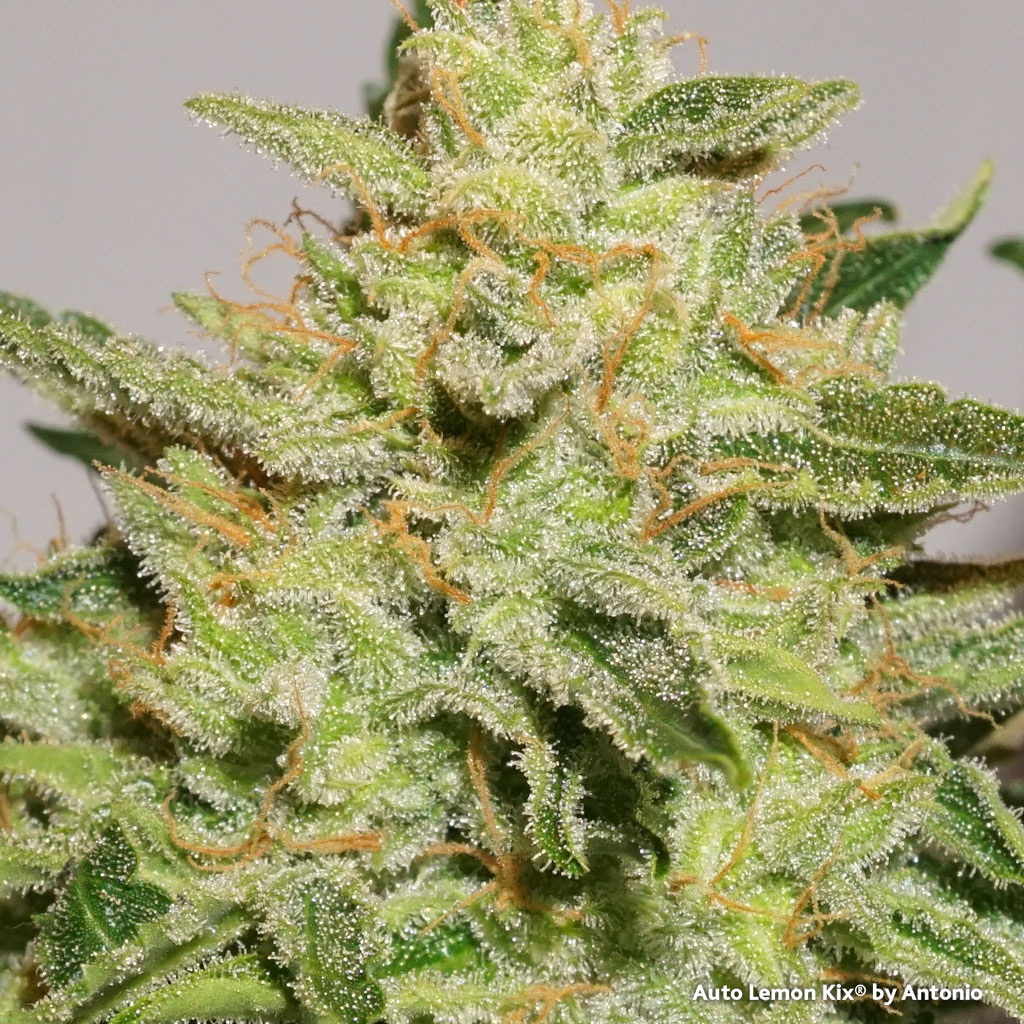 Auto Lemon Kix by Dutch Passion macro cannabisphoto shot bud shot resin high quality buds resinous trichomes pistils