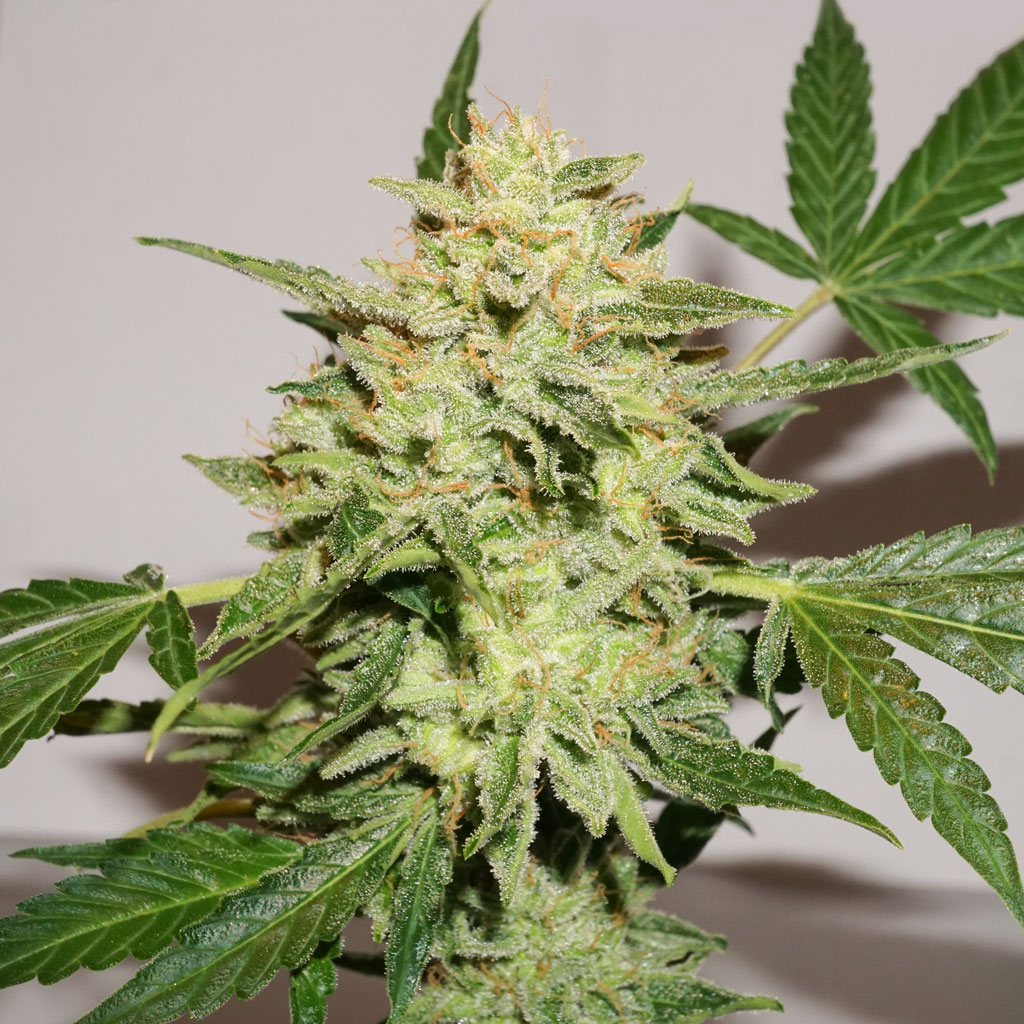 Auto Lemon Kix by Dutch Passion macro shot picture weed community stickyweed usa strain zkittle variety autoflowering