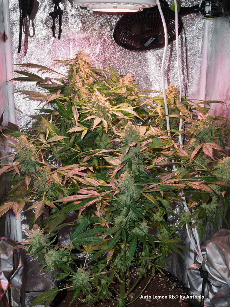 Auto Lemon Kix by Dutch Passion single plant grow indoor organic weed