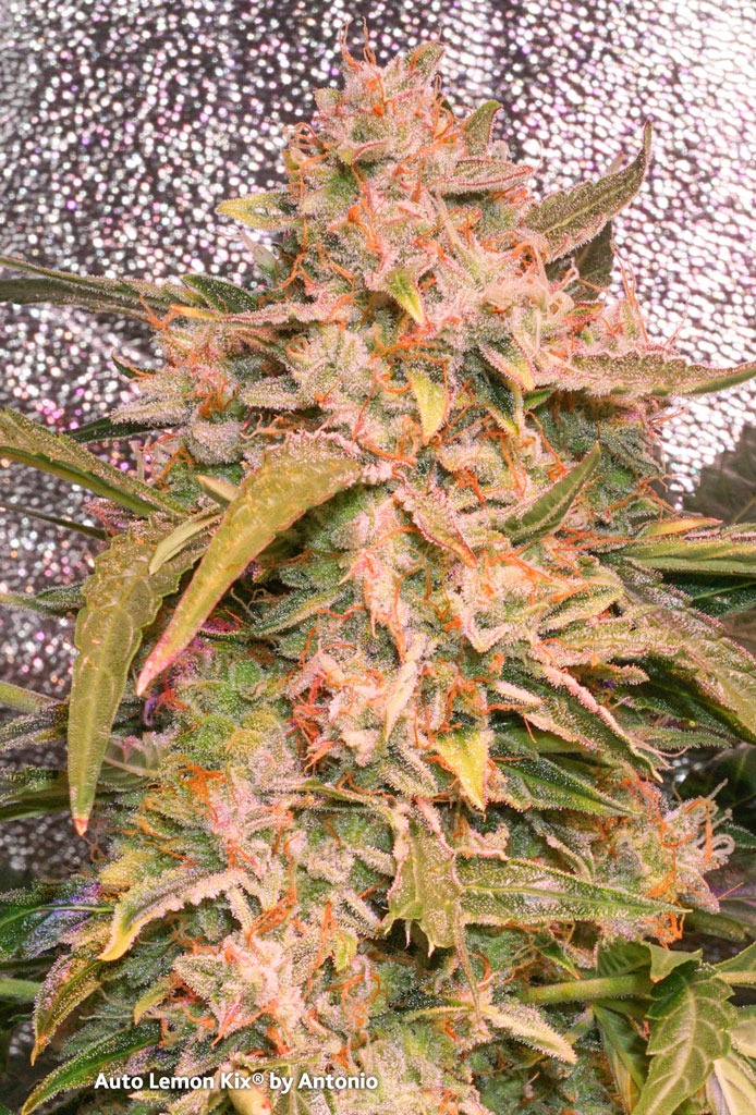 Auto Lemon Kix by dutch passion frosty resinous sticky weed flowers budshot pistils colourful bud