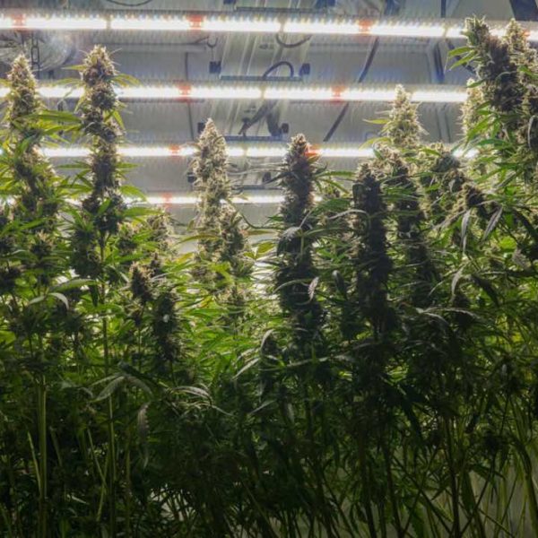 Autoflower cannabis plant light schedule