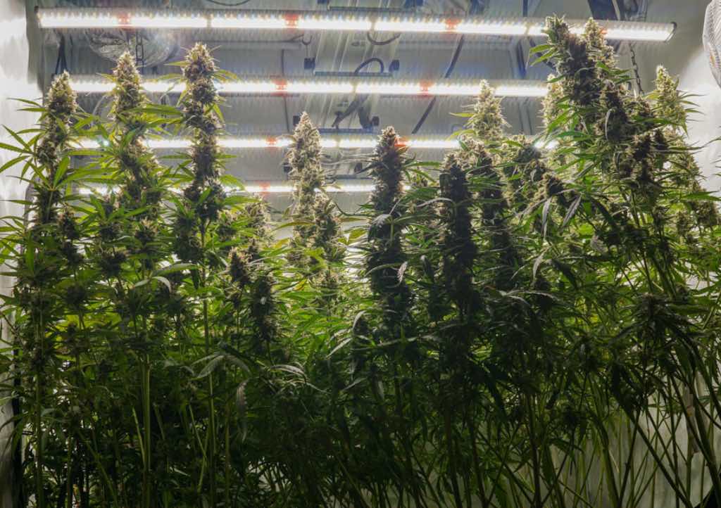 Autoflower cannabis plant light schedule