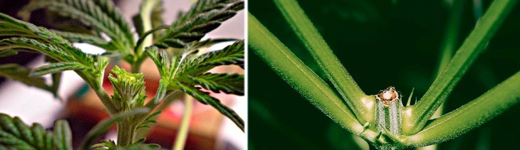 Fimming and topping cannabis