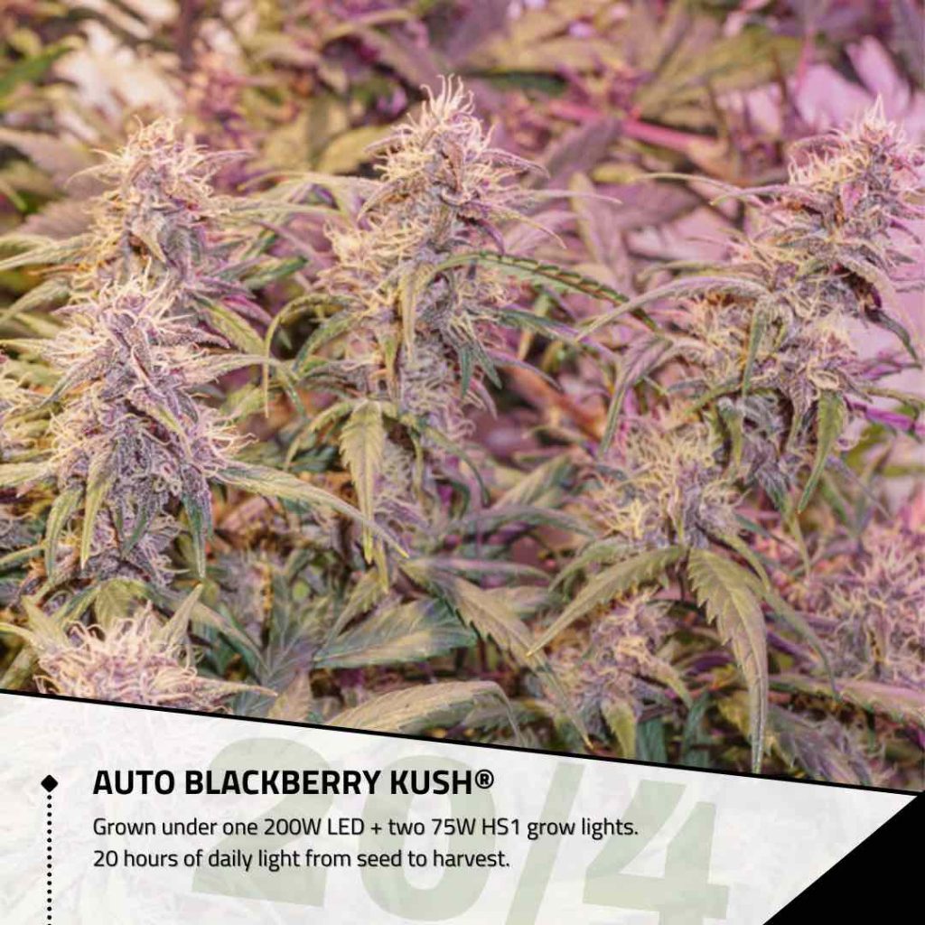 Auto Blackberry Kush grown under 20 hours of daily light from seed to harvest
