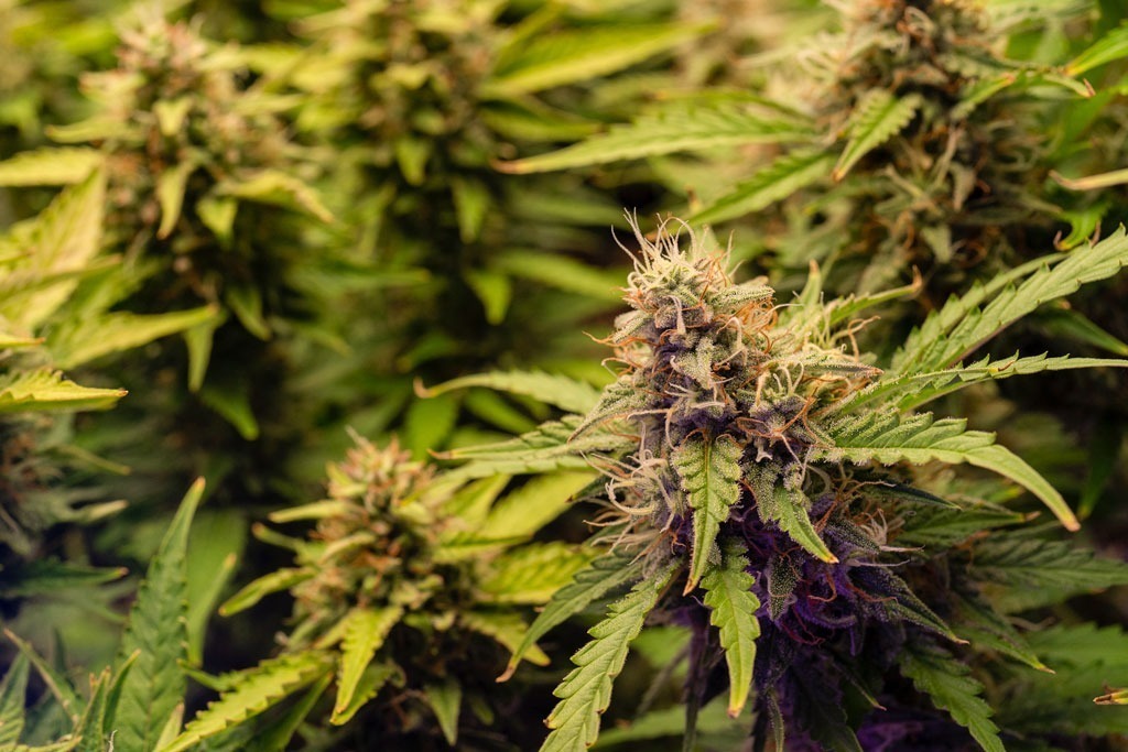 Close-up cannabis female plant flowering blooming cannabis plant grow room sizes