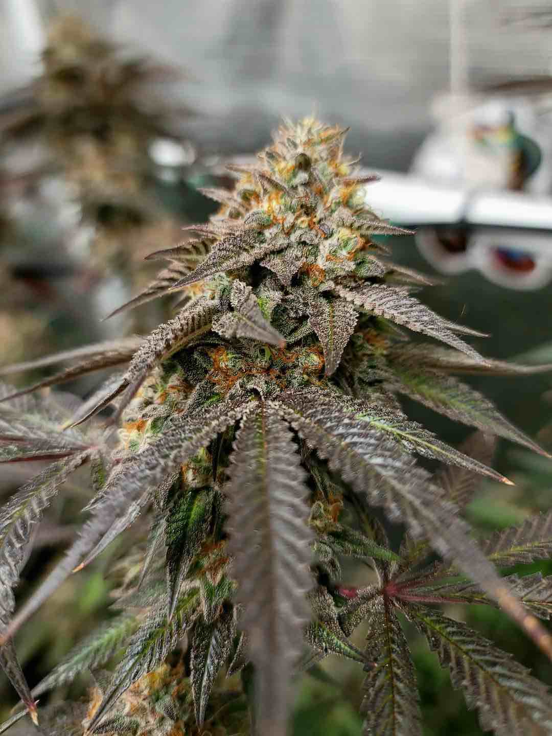 Meringue, uncompromising potency with heavy yields