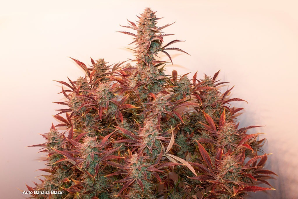 Auto Banana Blaze stunning autoflower cannabis strain with red coating