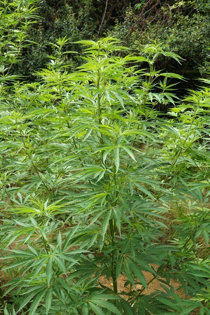 Dutch Passion Purple 1 growth phase outdoor multi strain grow report