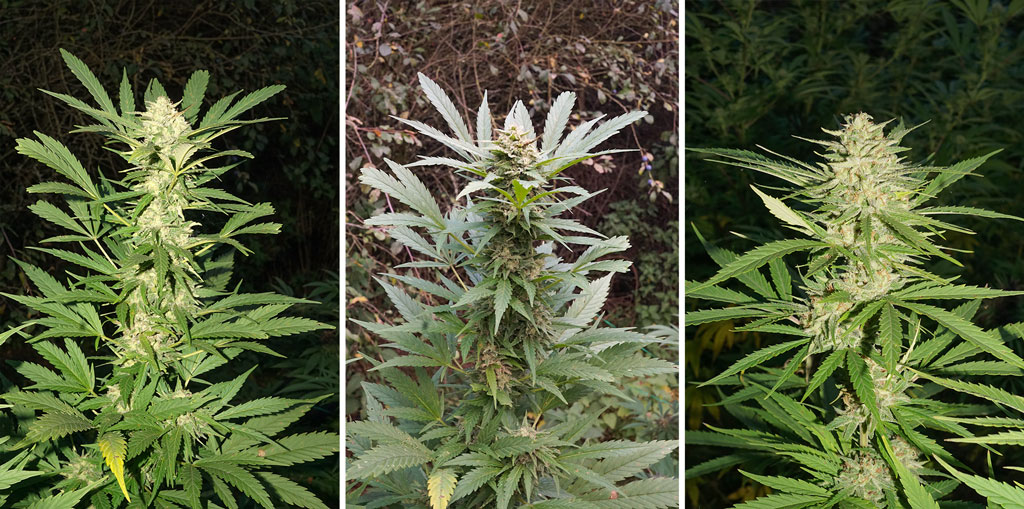 Think Fast feminized photoperiod cannabis seeds organic guerrilla grow powerful weed budshots