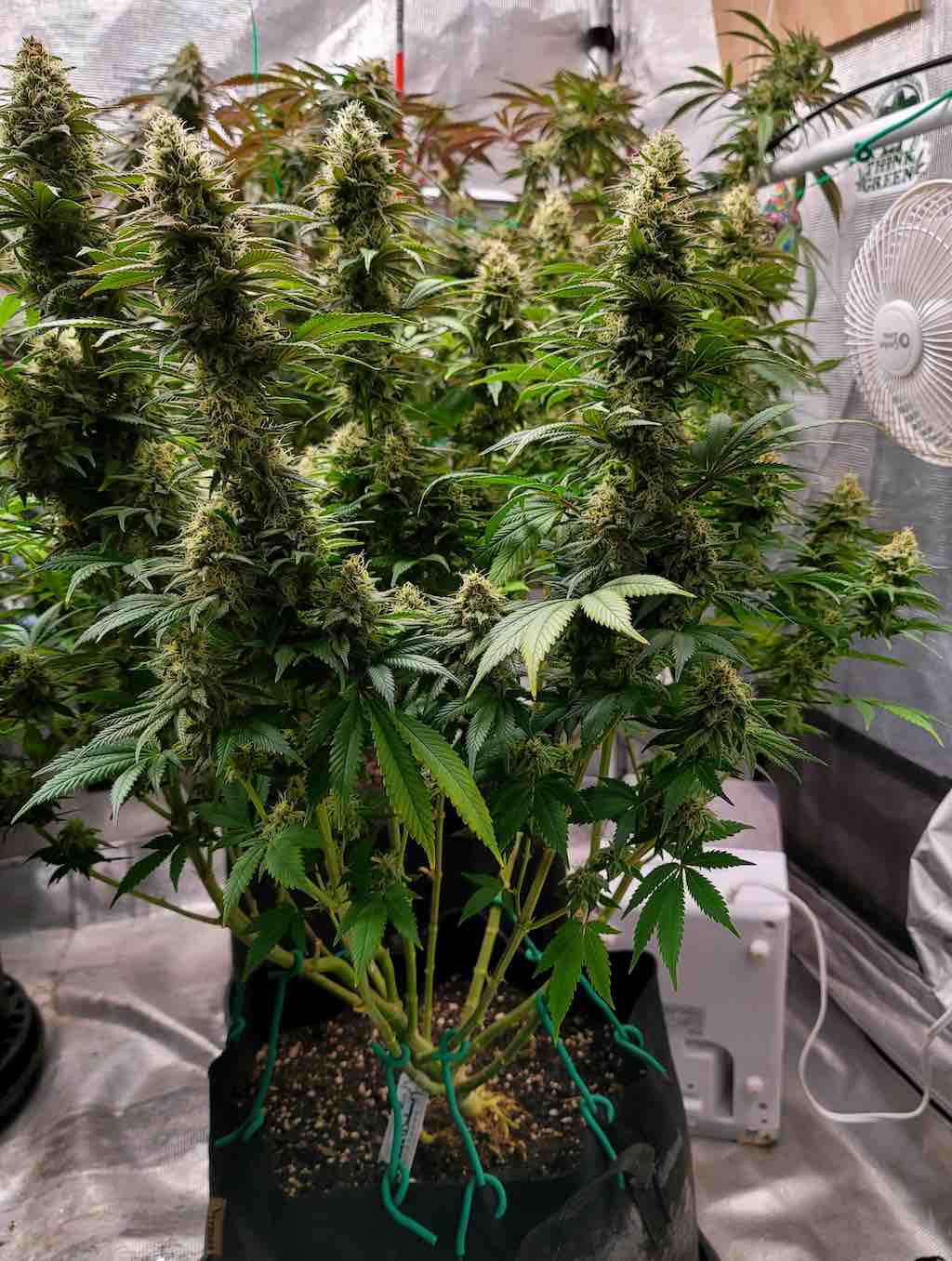 White Widow grown from cannabis seeds in a tent 270g harvest