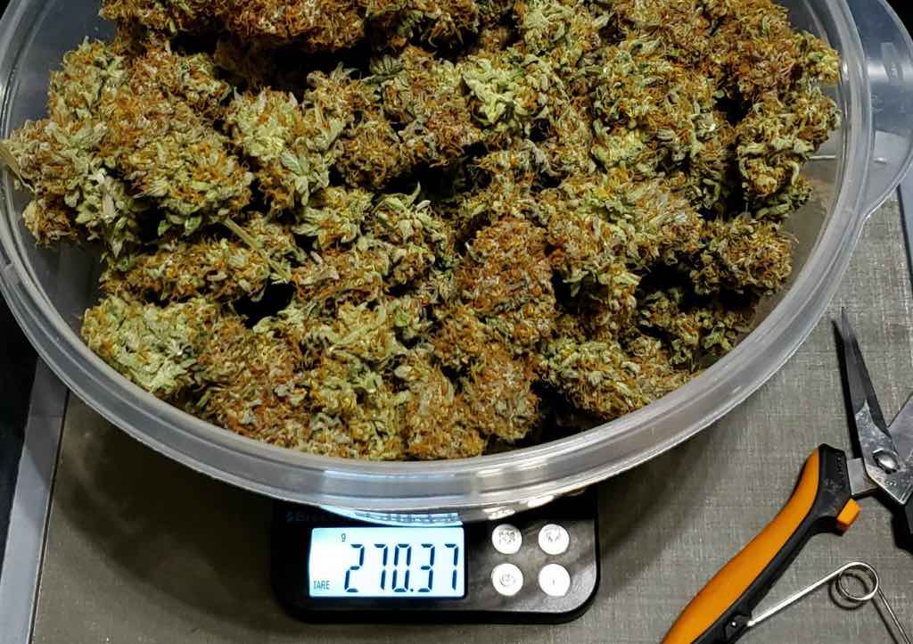 White Widow outstanding 270g harvest of dried buds