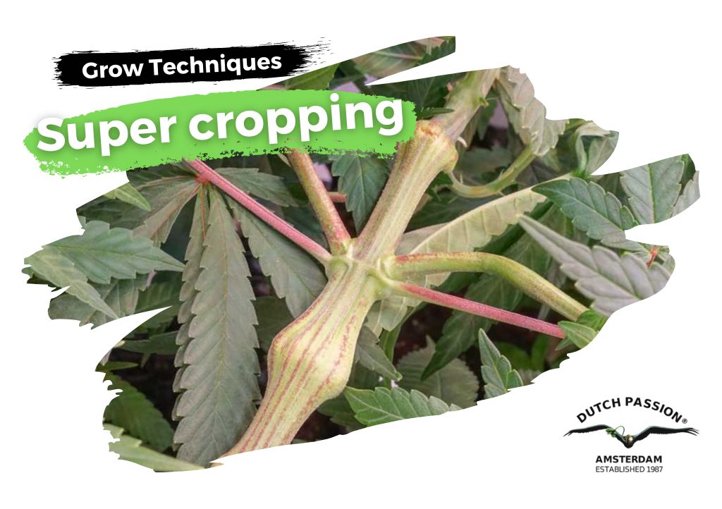 Cannabis super cropping how-to guide