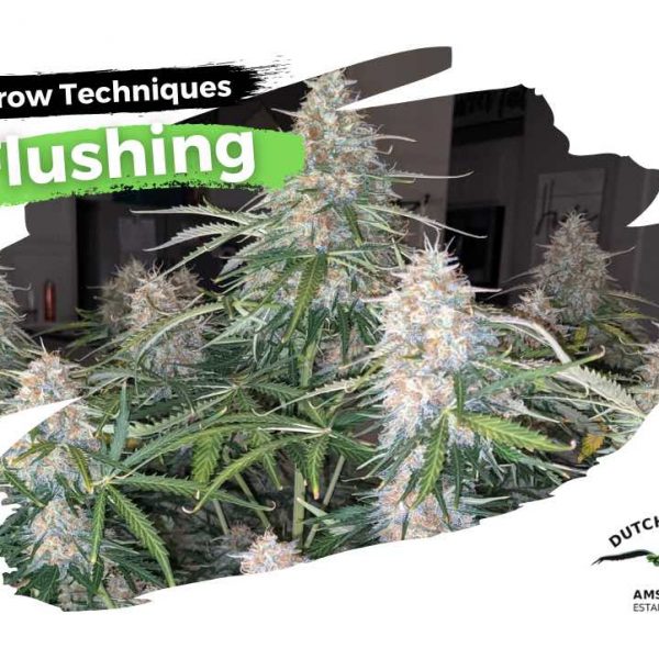 How to flush cannabis plants the right way