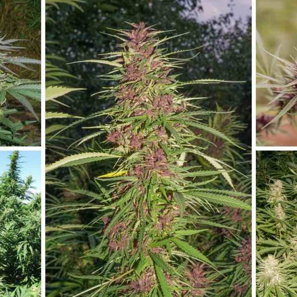 Growing different strains of weed together