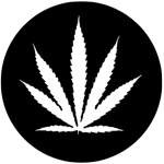 Sativa dominant cannabis seeds by Dutch Passion